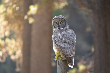 Great grey owl backlit by the sun