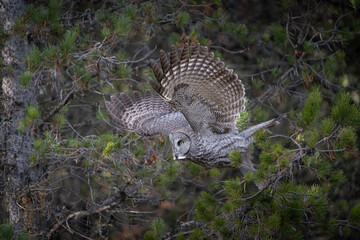 Great grey owl wings spread taking off