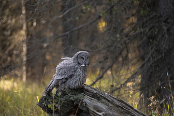 Great grey owl fluffed feathers
