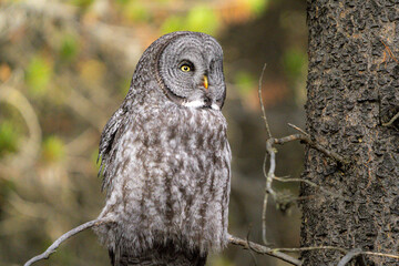 Great grey owl close up portrait in the sun