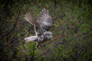Great grey owl wings spread taking off