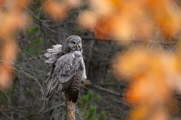 Great grey owl with fall foliage