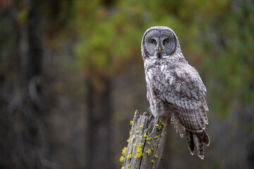 Great grey owl close up portrait