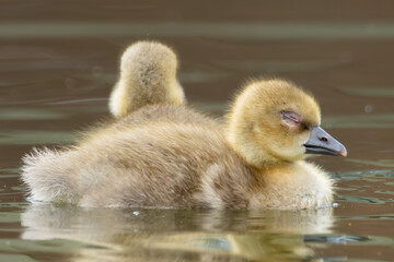 Schlafendes Graugansk&uuml;ken im Wasser