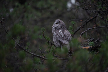 Great grey owl looking up