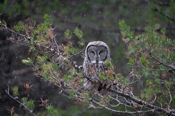 Great grey owl perched with snowfall