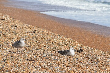 Two seagulls on the beach by sea coastline in summer, Brighton, UK