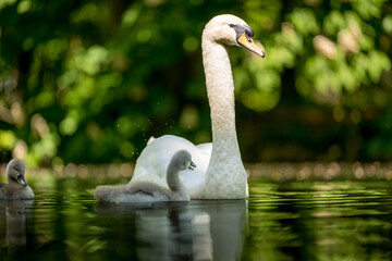 Schwanenmutter mit K&uuml;cken