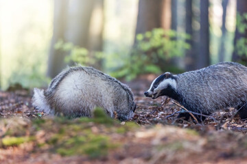 Two European badgers are playing in the forest. Horizontally. 