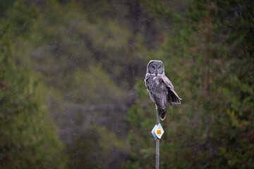 Great Grey Owl perched with snow falling