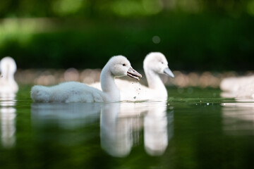 Schwanen K&uuml;cken