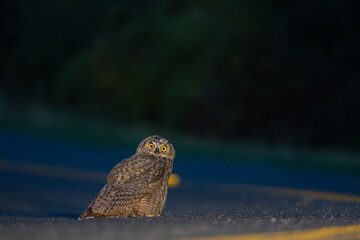 Juvenile Great Horned Owl in the road