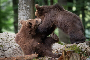 brown bear cubs © Francesco Gambino