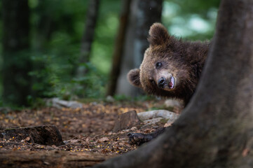 brown bear cubs © Francesco Gambino