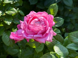 Splendid pink rose flower in the garden.
