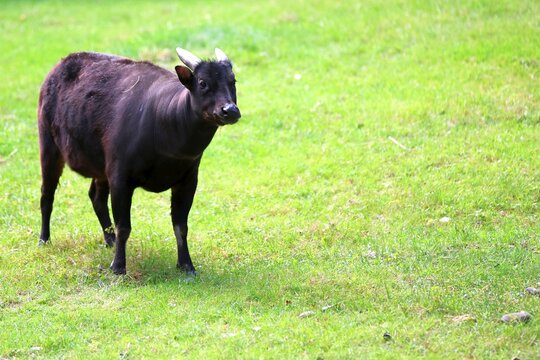 Lowland Anoa standing in a green grassy field