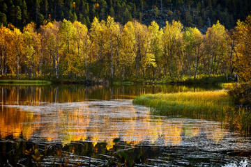 Autumn in Finnish Lapland, golden reflection of winter birch trees