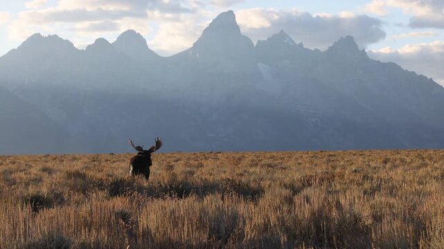Bull Moose During the Rut in Grand Teton National Park Wyoming in Autumn