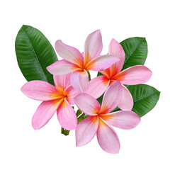 pink Plumeria, frangipani flowers isolated on  white back ground.