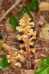 Macrophotographie de fleur sauvage - Orobanche du lierre - Orobanche hederae
