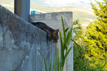 Relaxed striped cat resting on a concrete wall outdoors. Tabby cat resting peacefully on a concrete wall with plants and mountain view in the background. Calm domestic cat enjoying warm summer day