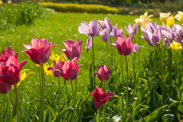 a multitude of pink tulips in the botanical garden