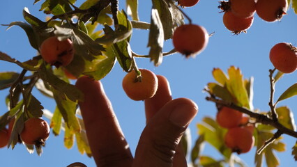 Harvesting autumn berries ripening on the wild hawthorn tree.