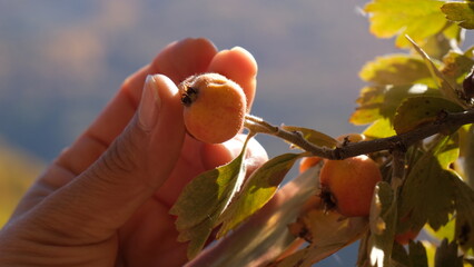 Harvesting autumn berries ripening on the wild hawthorn tree.