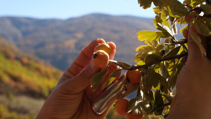 Harvesting autumn berries ripening on the wild hawthorn tree.