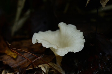 淡い白色のラッパ状のキノコ　森の静寂