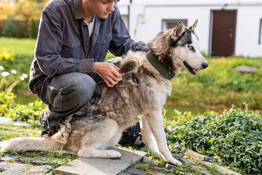 Young caucasian male brushing husky outdoors. Child helping with household chores by grooming family dog outdoors, teamwork, family values, life skills education - Powered by Adobe