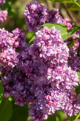 Fototapeta premium Common lilac blooming in the botanical garden