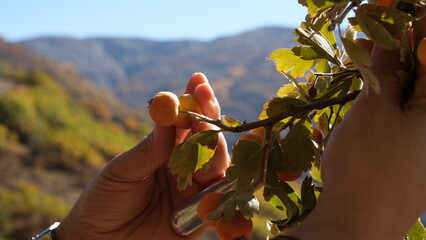 Harvesting autumn berries ripening on the wild hawthorn tree.