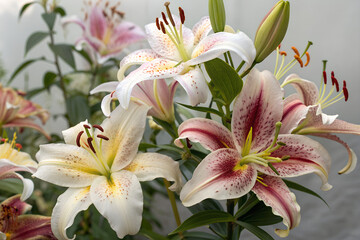 Fototapeta premium Close-up of Stargazer Lilies with deep pink stripes and speckled petals, capturing the delicate beauty and vibrant colors of nature's floral wonders in a professional photography style
