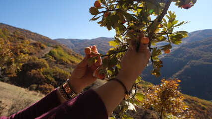 Harvesting autumn berries ripening on the wild hawthorn tree.