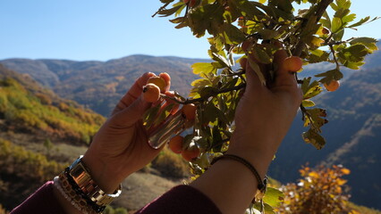 Harvesting autumn berries ripening on the wild hawthorn tree.
