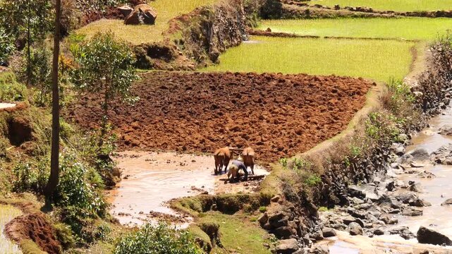 Rice farming with zebus 26