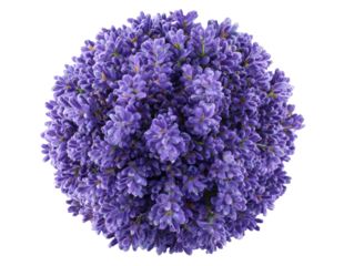 Close-up spherical arrangement of lavender flowers