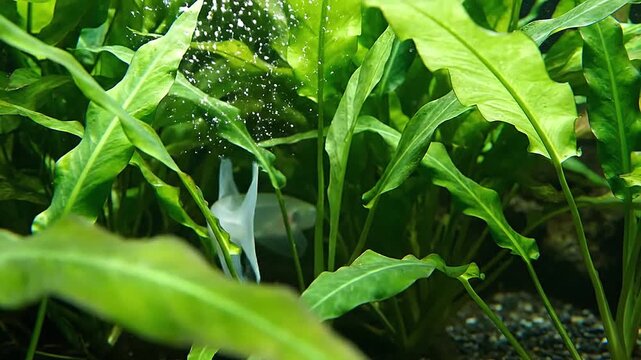 Mysterious shape of a knifefish as it hides within a dense thicket of Amazon sword foliage.