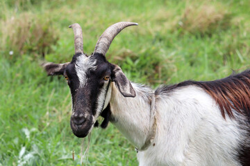 Goat portrait on nature background. Horned goat with black head looking to the camera standing on a green meadow