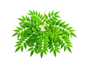 Isolated Branch of Green Compound Leaves Cluster (Transparent Background)