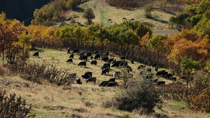 A flock of goats and sheep grazing on mountaintops in autumn
