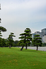 green park and skyscrapers in Tokyo, Japan