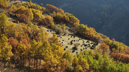 A flock of goats and sheep grazing on mountaintops in autumn