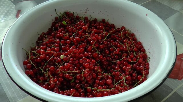 Big bowl with red currant berries.