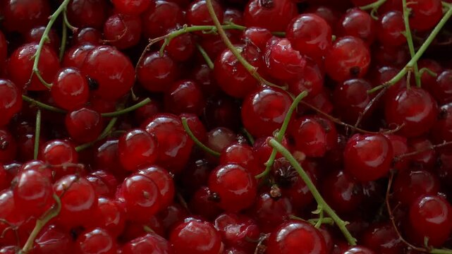  Big wet red currant berries close-up.