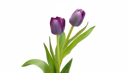 Two purple tulips isolated on white background with green leaves