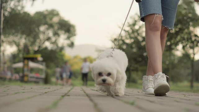A woman enjoys a stroll along a park path with her fluffy white dog beside her, as the warm sunshine enhances the vibrant greenery, contributing to their joyful moment and filling them with happiness