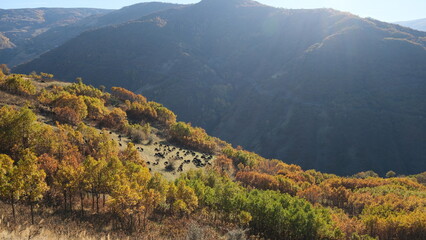 A flock of goats and sheep grazing on mountaintops in autumn