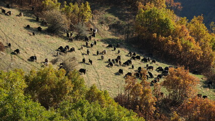 A flock of goats and sheep grazing on mountaintops in autumn